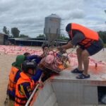 Pigs rescued Chiang Rai