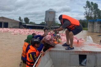 Pigs rescued Chiang Rai