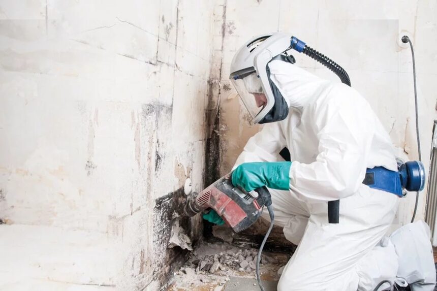 Professional Mould Removal