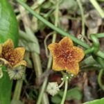 Rare Flower Lost for Over 100 Years Rediscovered in Chiang Rai