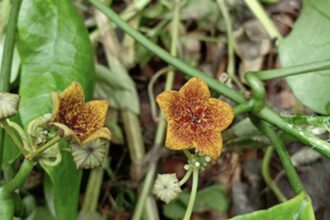 Rare Flower Lost for Over 100 Years Rediscovered in Chiang Rai