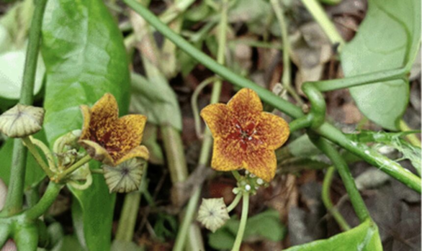 Rare Flower Lost for Over 100 Years Rediscovered in Chiang Rai