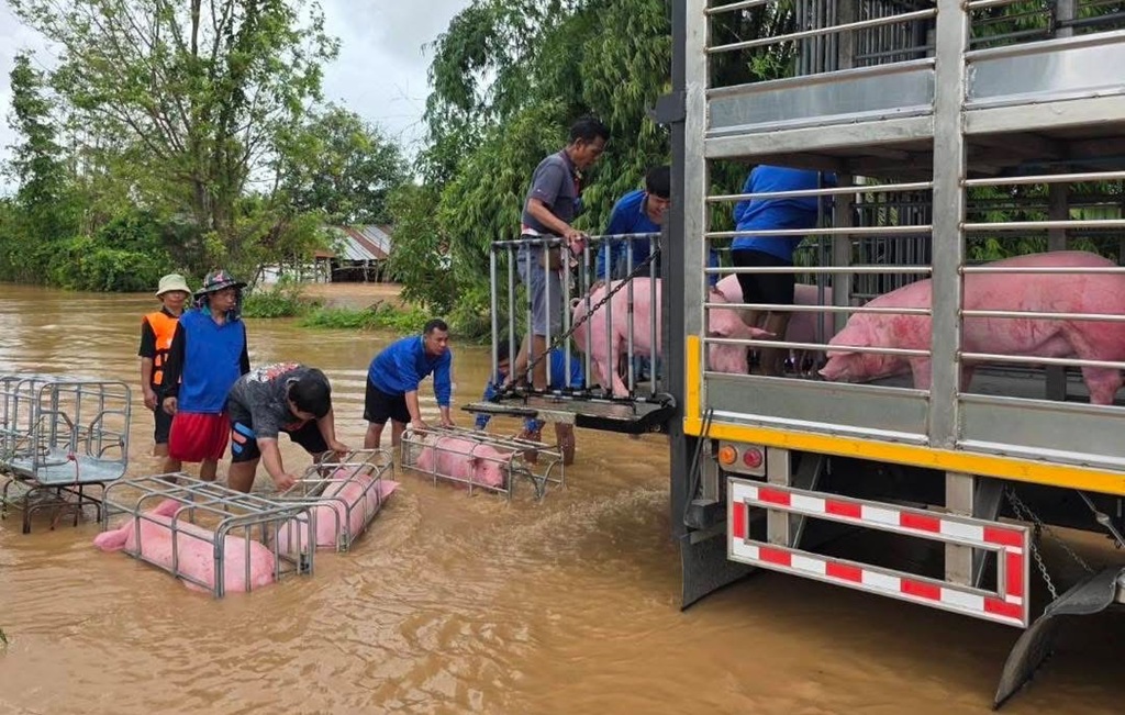 Pigs rescued Chiang Rai