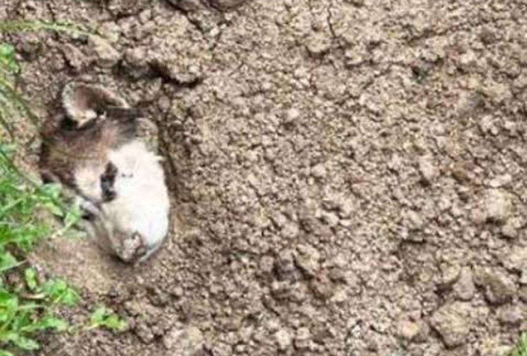 Siberian Husky Rescued in Phuket After Frenchman Burried it Alive