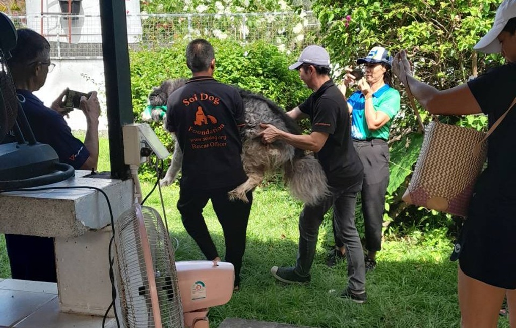 Siberian Husky Rescued in Phuket