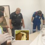 Man Playing With Cobra Found Dead in his Hotel Room