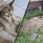 Siberian Husky Rescued in Phuket After Frenchman Burried it Alive