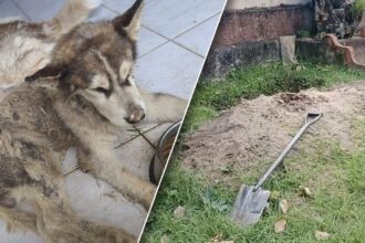 Siberian Husky Rescued in Phuket After Frenchman Burried it Alive