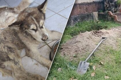 Siberian Husky Rescued in Phuket After Frenchman Burried it Alive