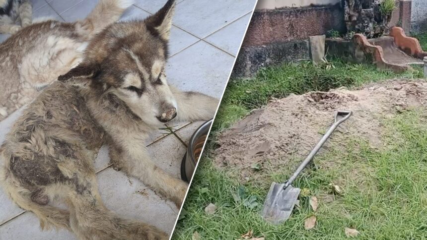 Siberian Husky Rescued in Phuket After Frenchman Burried it Alive