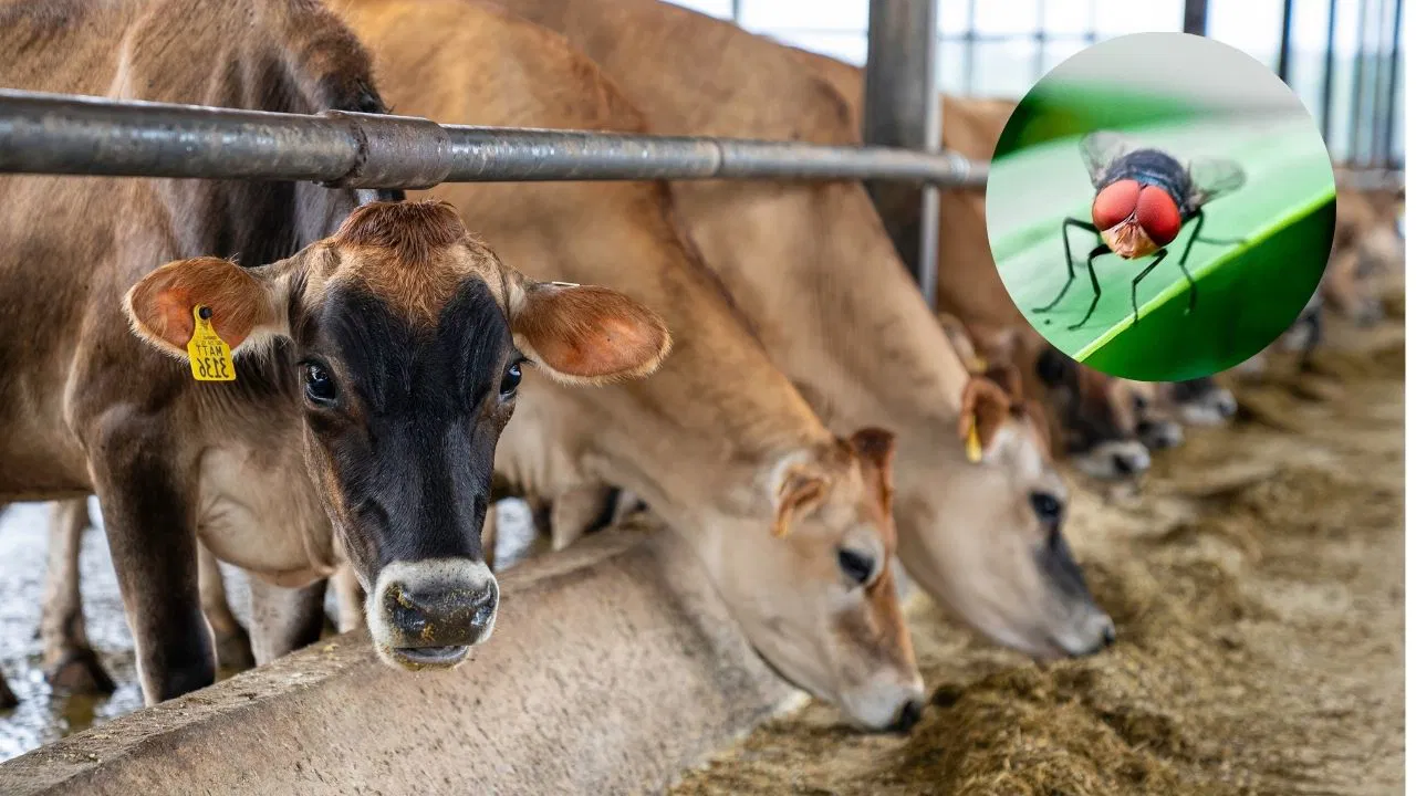 Screwworm fly cattle