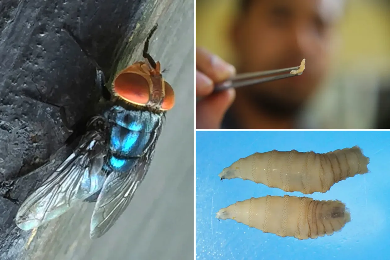 The United States has reported its first human case of travel-related New World screwworm,