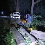 Timer Traffickers Caught Logging Burmese Rosewood in Lampang National Park