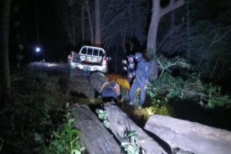 Timer Traffickers Caught Logging Burmese Rosewood in Lampang National Park
