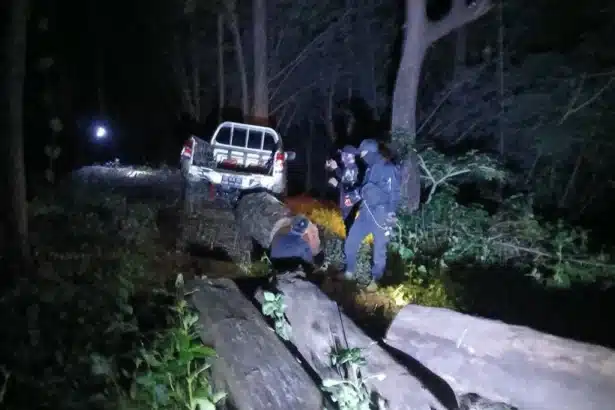 Timer Traffickers Caught Logging Burmese Rosewood in Lampang National Park