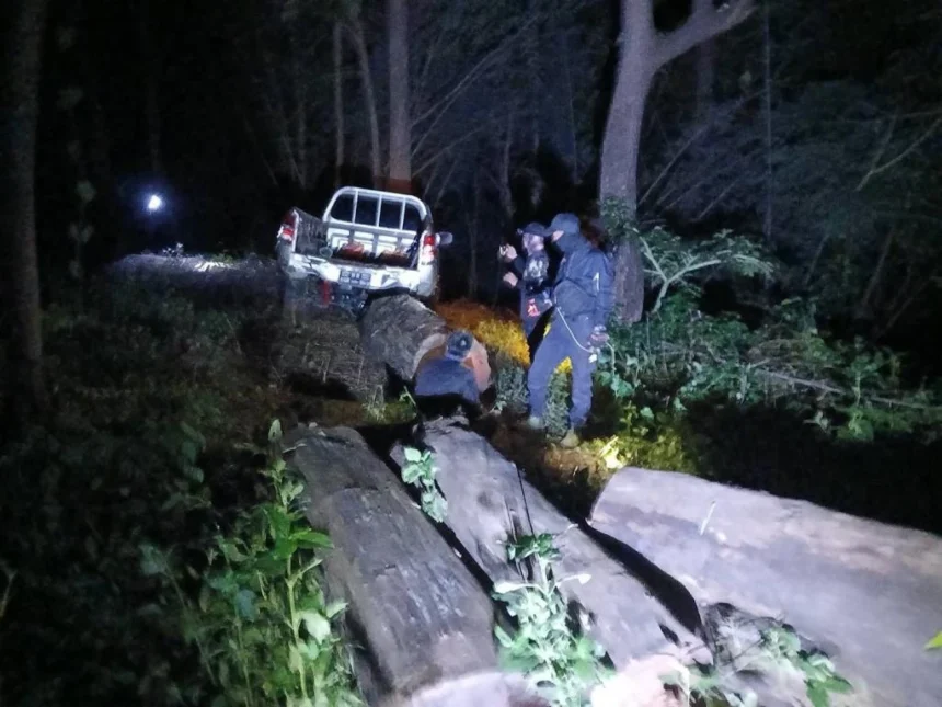Timer Traffickers Caught Logging Burmese Rosewood in Lampang National Park