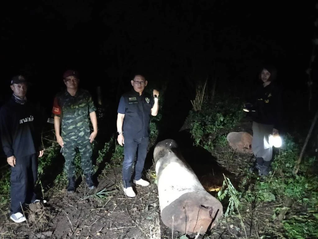 Timer Traffickers Caught Logging Burmese Rosewood in Lampang National Park