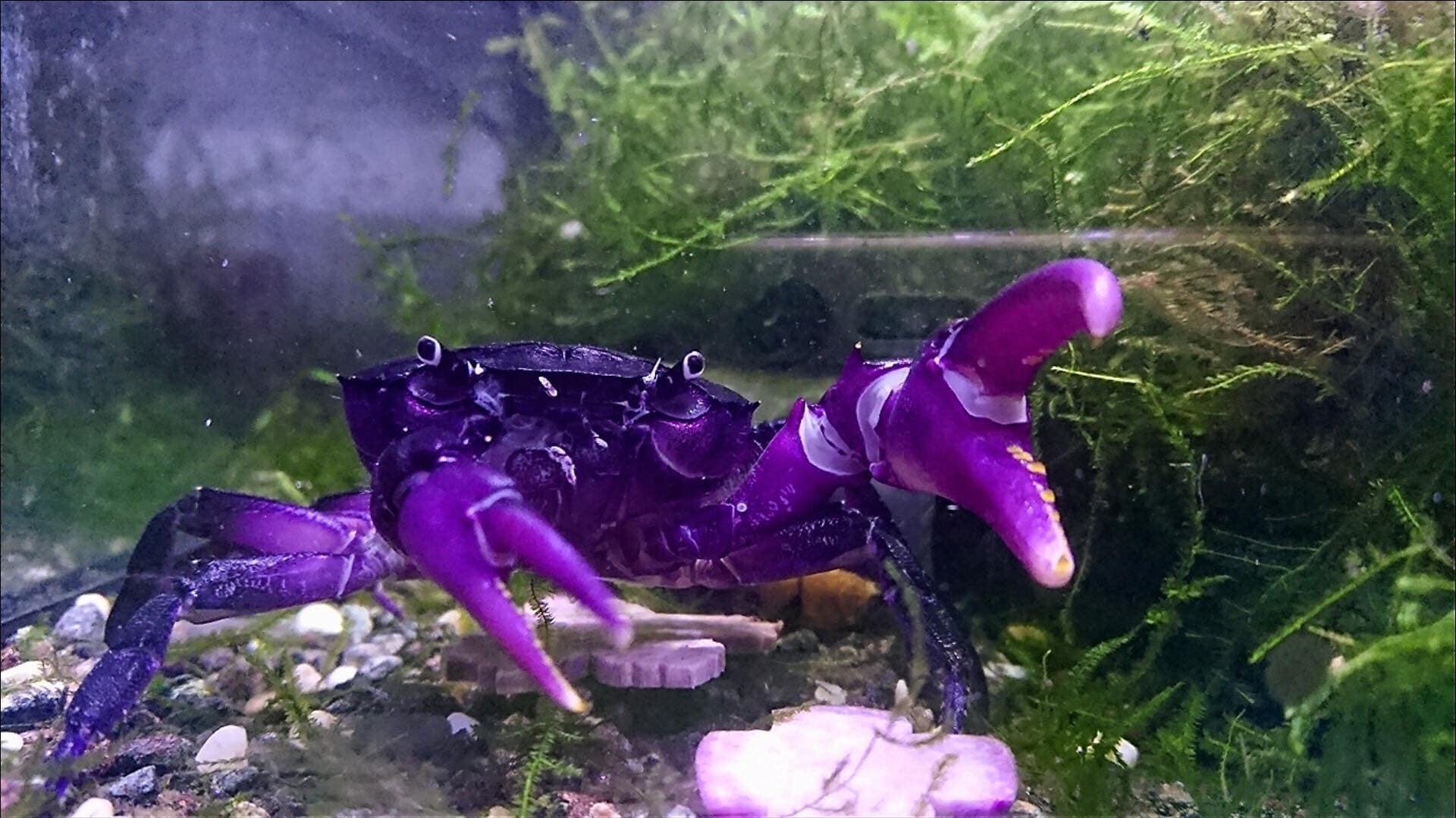 Rare Purple princess Crab thailand