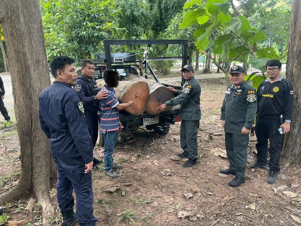 Timer Traffickers Caught Logging Burmese Rosewood in Lampang National Park