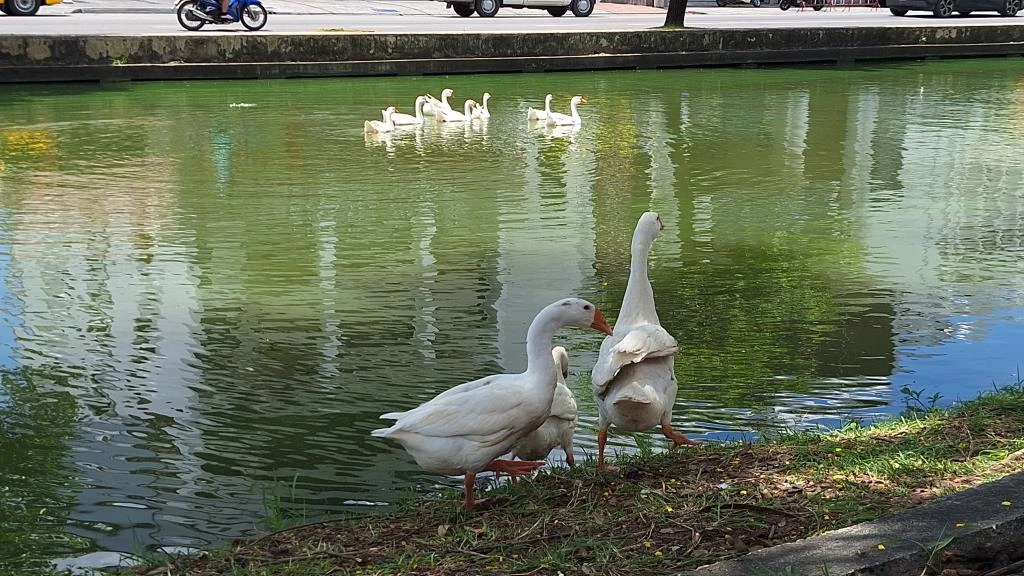 Geese Set Free into Chiang Mai Canal