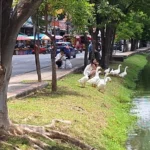 Geese Set Free into Chiang Mai Canal