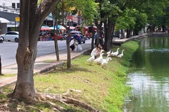 Geese Set Free into Chiang Mai Canal