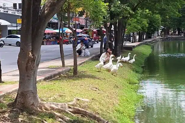 Geese Set Free into Chiang Mai Canal