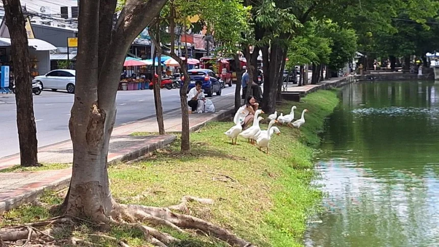 Geese Set Free into Chiang Mai Canal