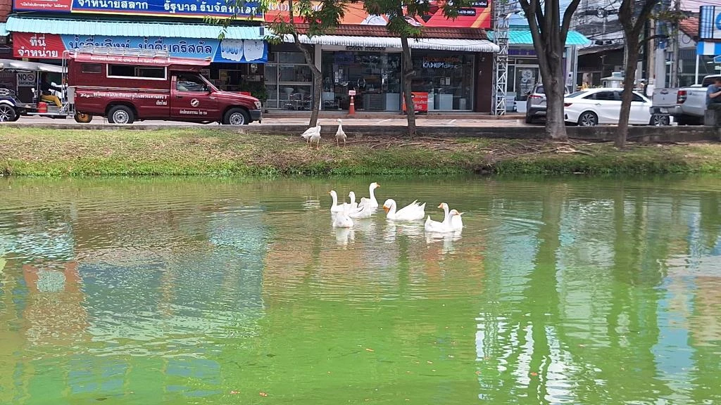 Geese Set Free into Chiang Mai Canal