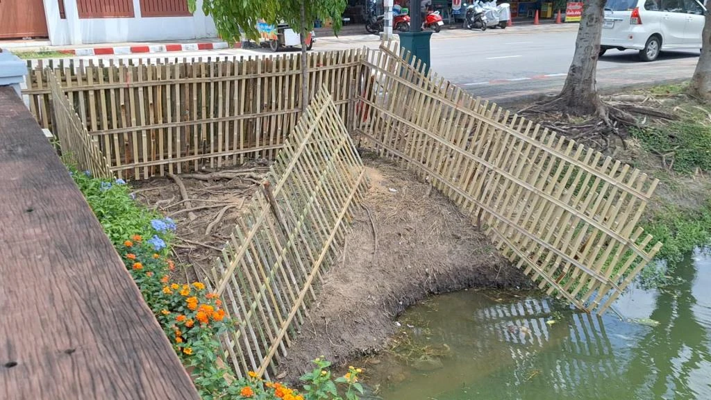 Geese Set Free into Chiang Mai Canal