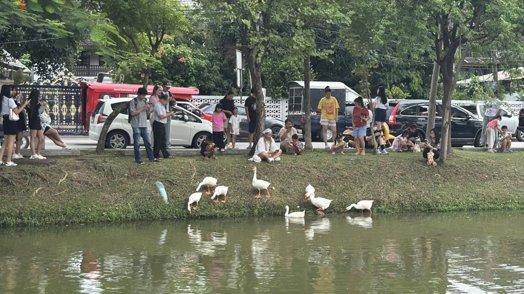 Chiang Mai Geese Draw Complaints