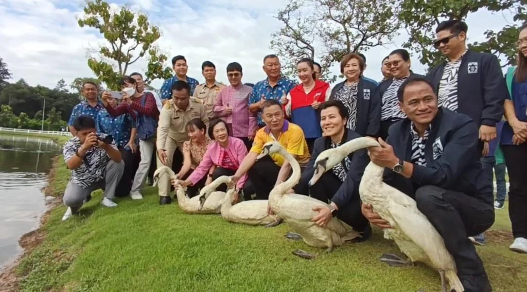 White Swans Chiang Mai