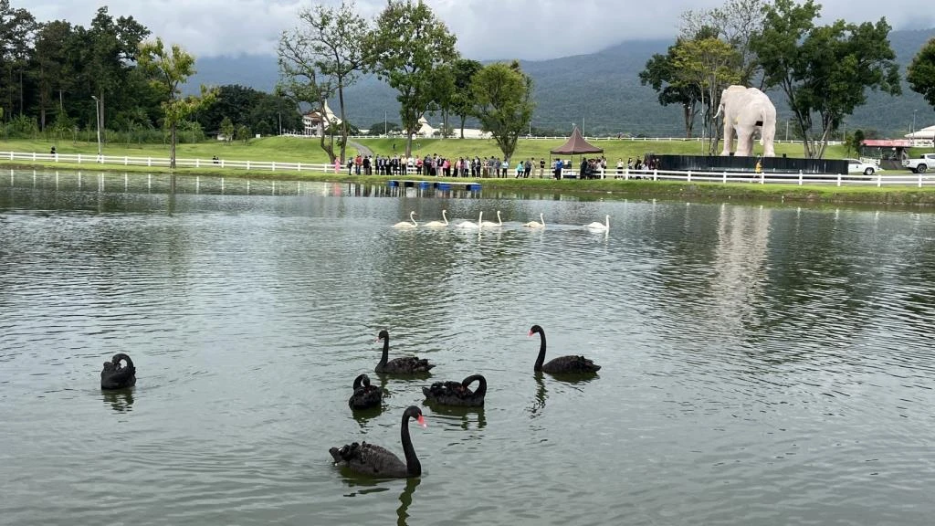 White Swans Chiang Mai