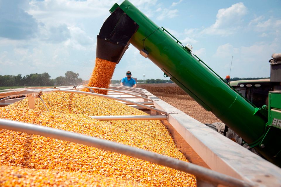American GMO Maize