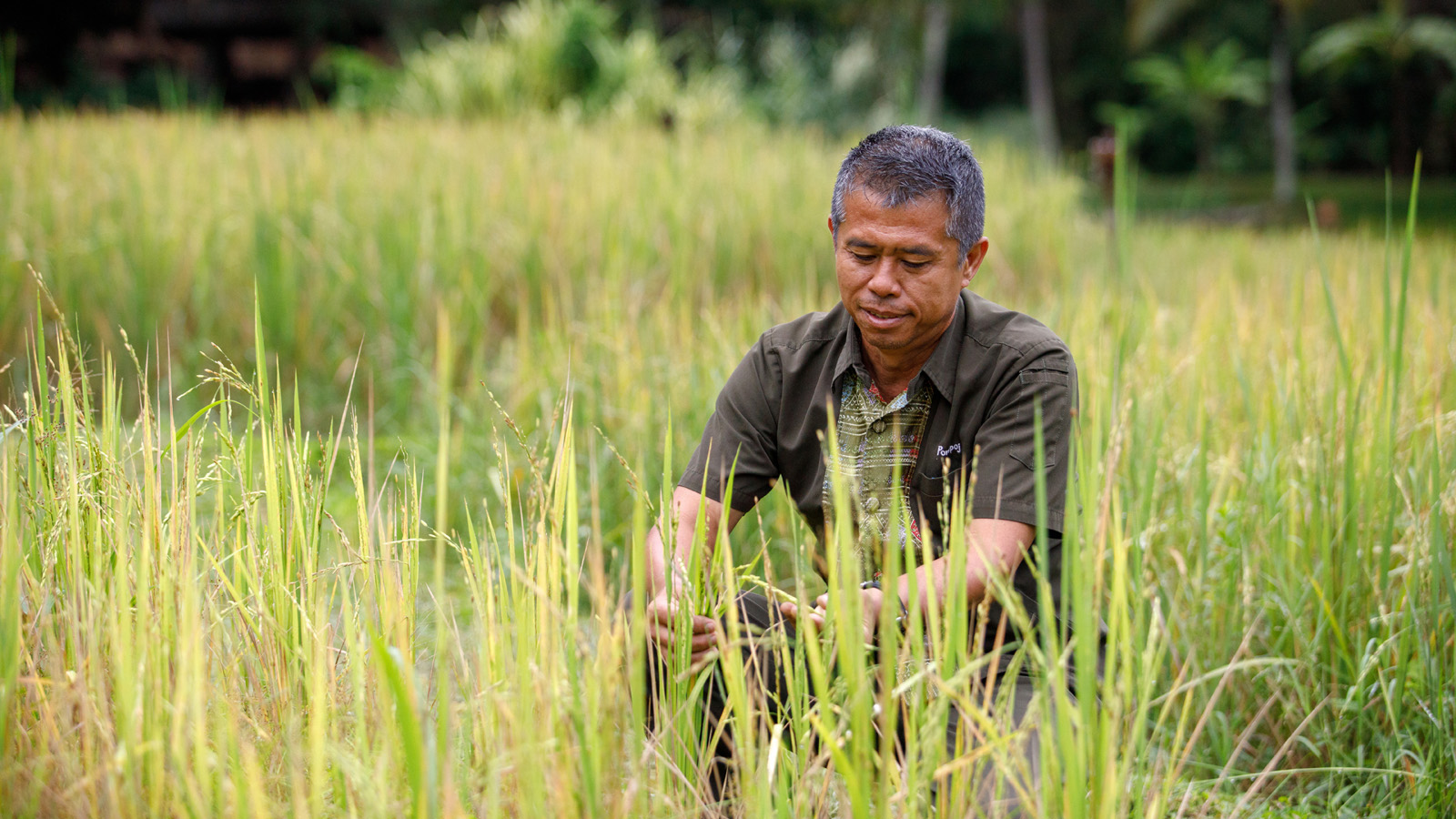 Rice Prices Crash in Thailand, Farmers, Chiang Rai