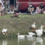 Chiang Mai Geese Draw Complaints