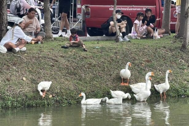 Chiang Mai Geese Draw Complaints