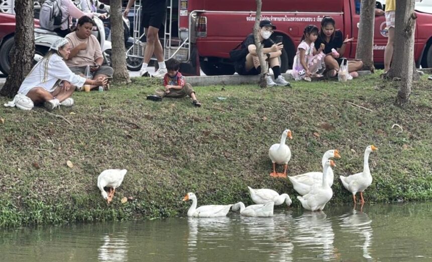 Chiang Mai Geese Draw Complaints