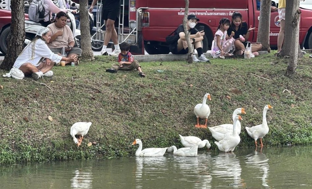 Chiang Mai Geese Draw Complaints