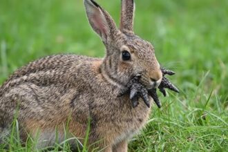 Frankenstein Rabbits