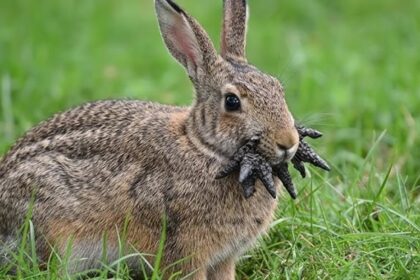 Frankenstein Rabbits
