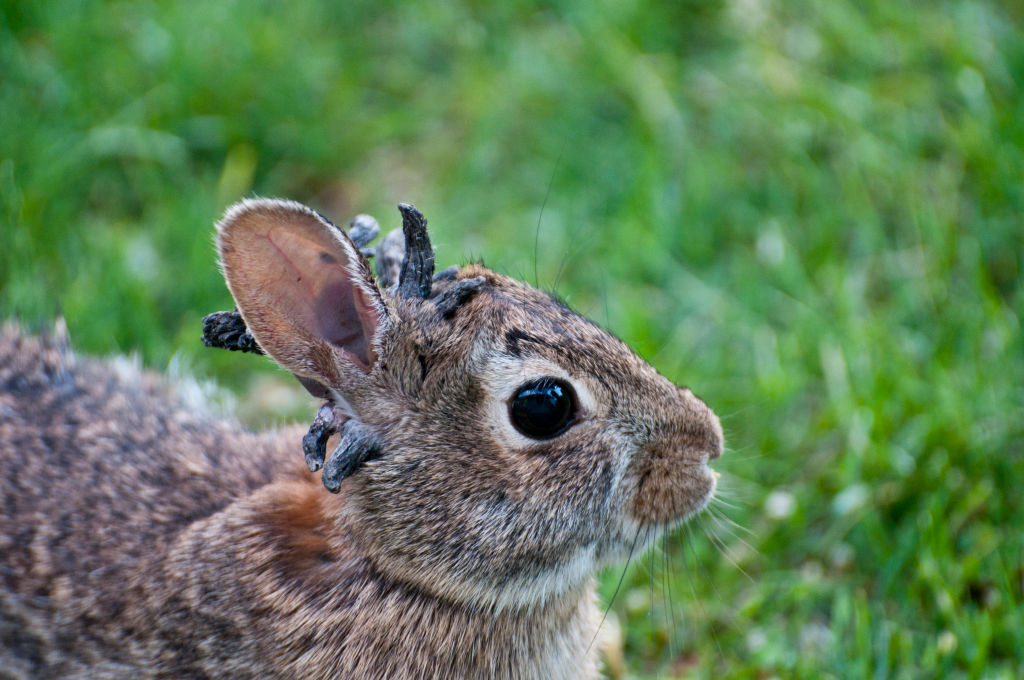 Frankenstein Rabbits
