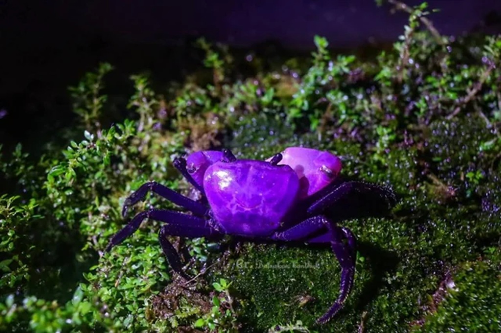 Rare Purple Crab