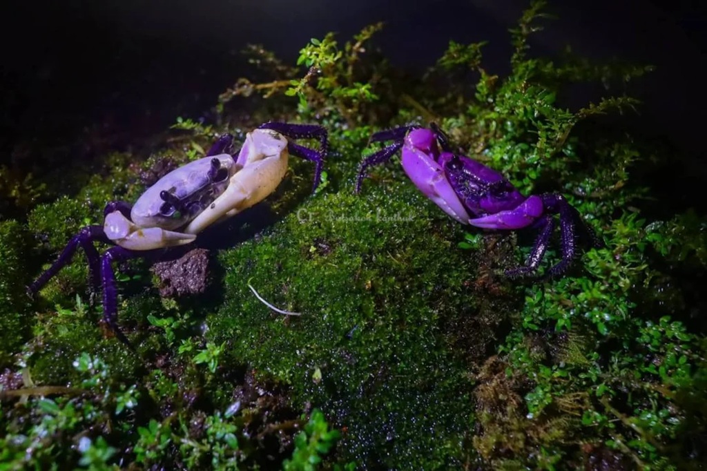 Rare Purple Crab
