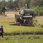 Rice Prices Crash in Thailand, Farmers, Chiang Rai