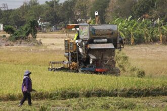 Rice Prices Crash in Thailand, Farmers, Chiang Rai