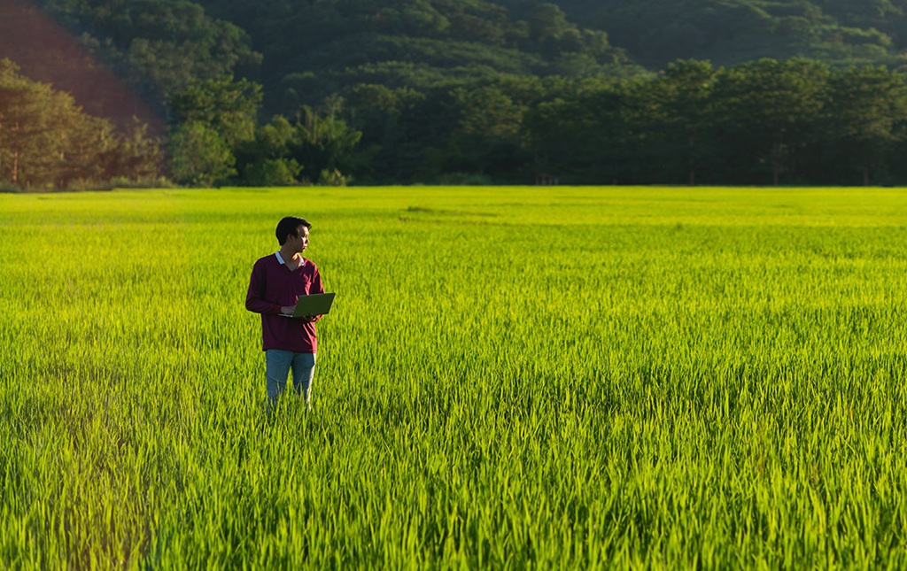 Rice Prices Crash in Thailand, Farmers, Chiang Rai