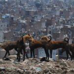 Stray Dogs New Delhi India