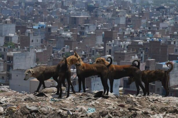 Stray Dogs New Delhi India