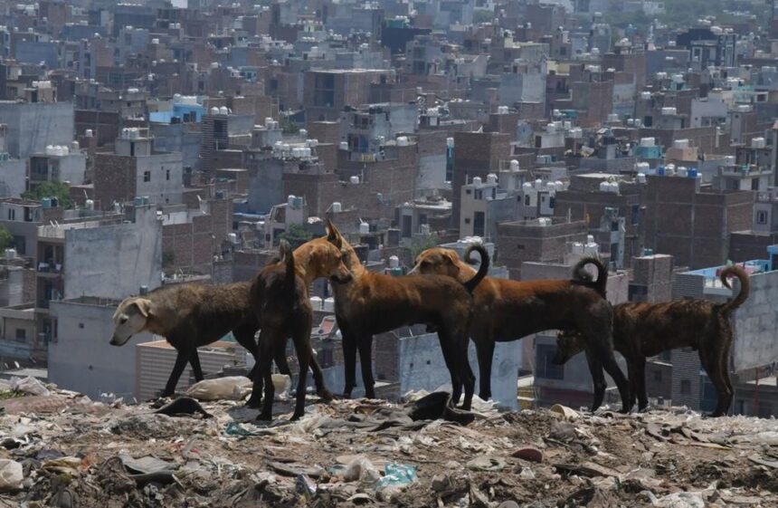 Stray Dogs New Delhi India